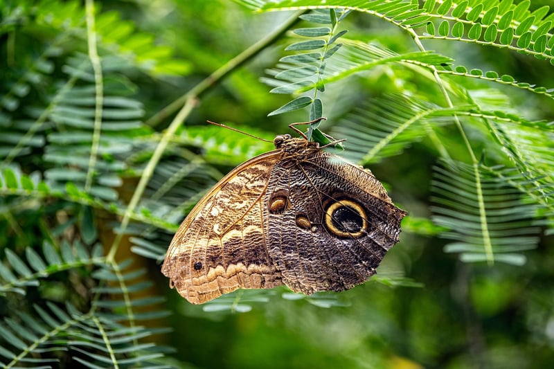 Butterfly effects